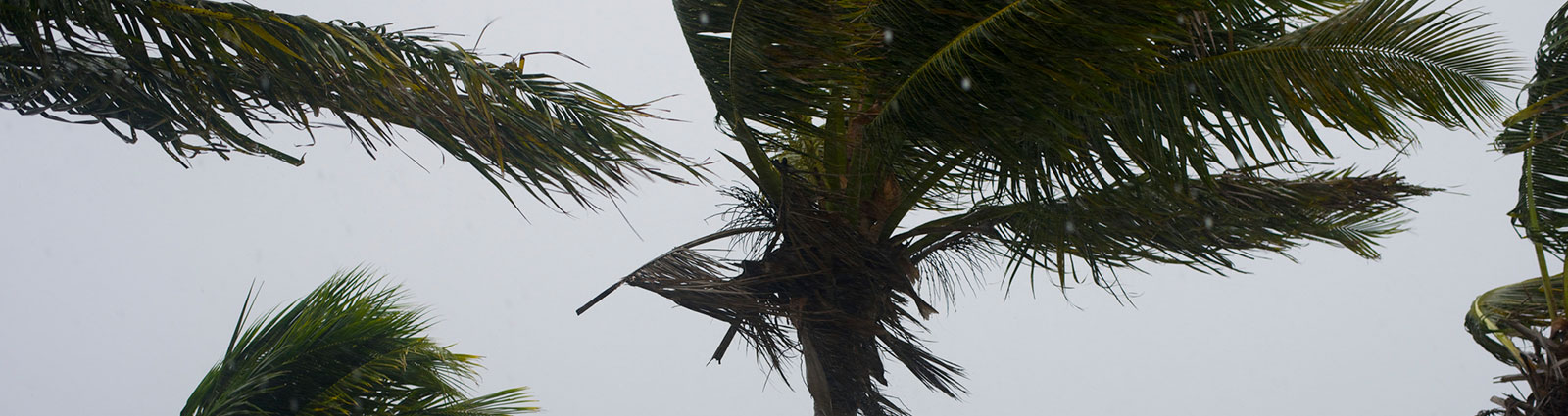 Caring for Your Palms after the Storm - Hometown Pest Control